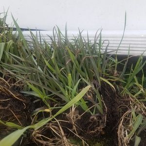 Meet your Posher, Miranda